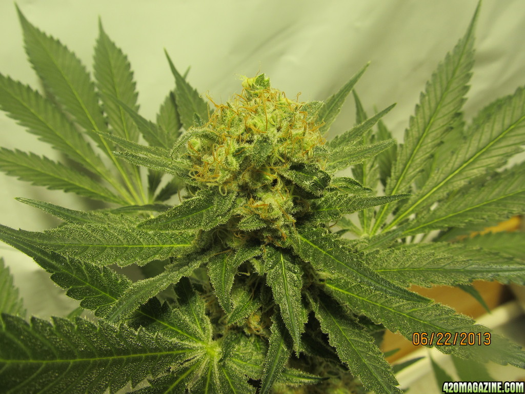 Purple Paralysis # 2 9 weeks Flowering