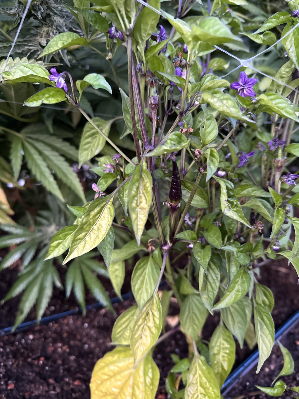 Purple peppers