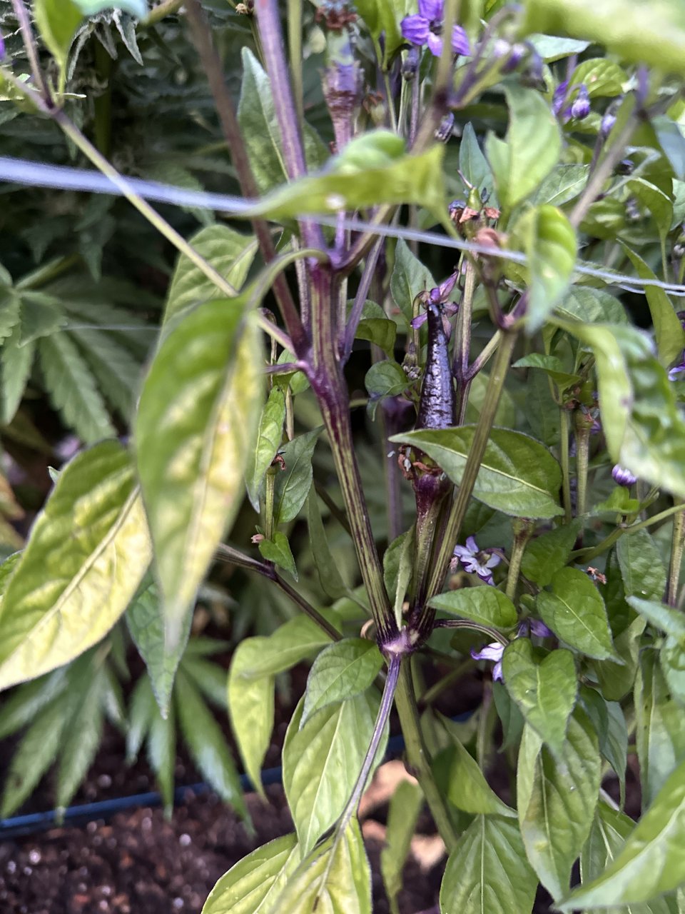 Purple peppers