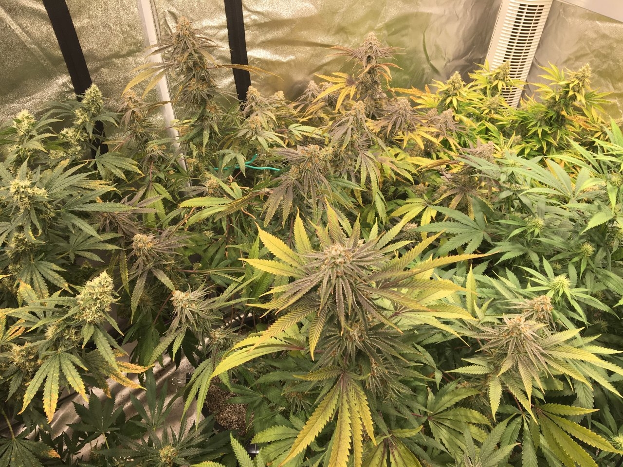 Purple Punch beauties in BrixNewb’s tent