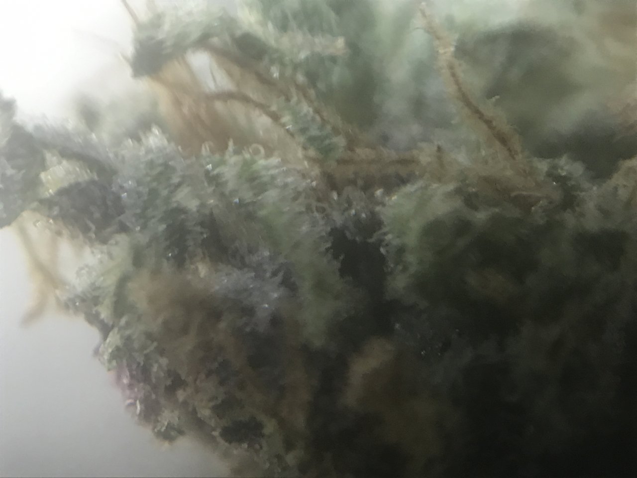 Purple Punch Trichs1.JPG