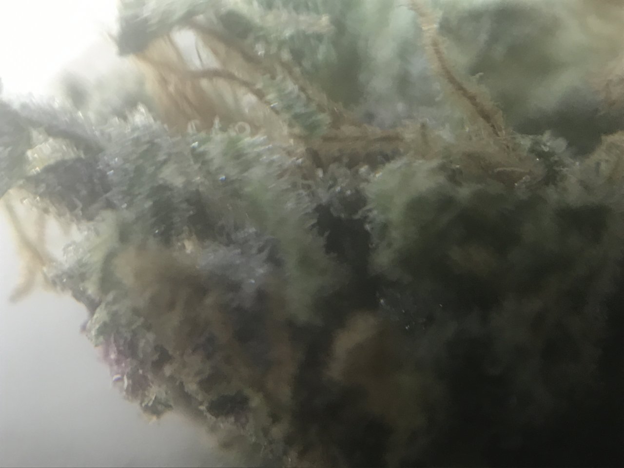 Purple Punch Trichs2.JPG