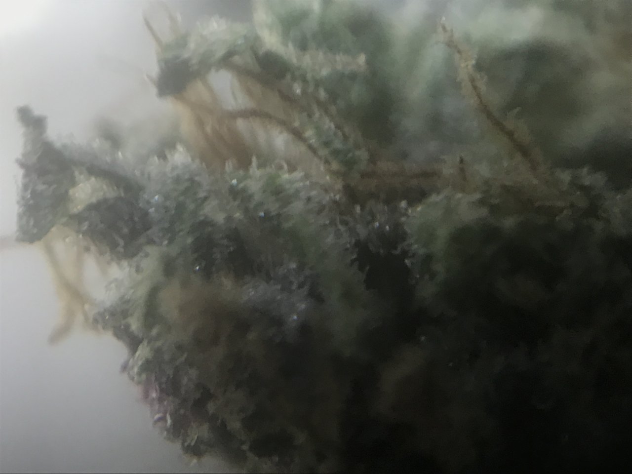 Purple Punch Trichs3.JPG