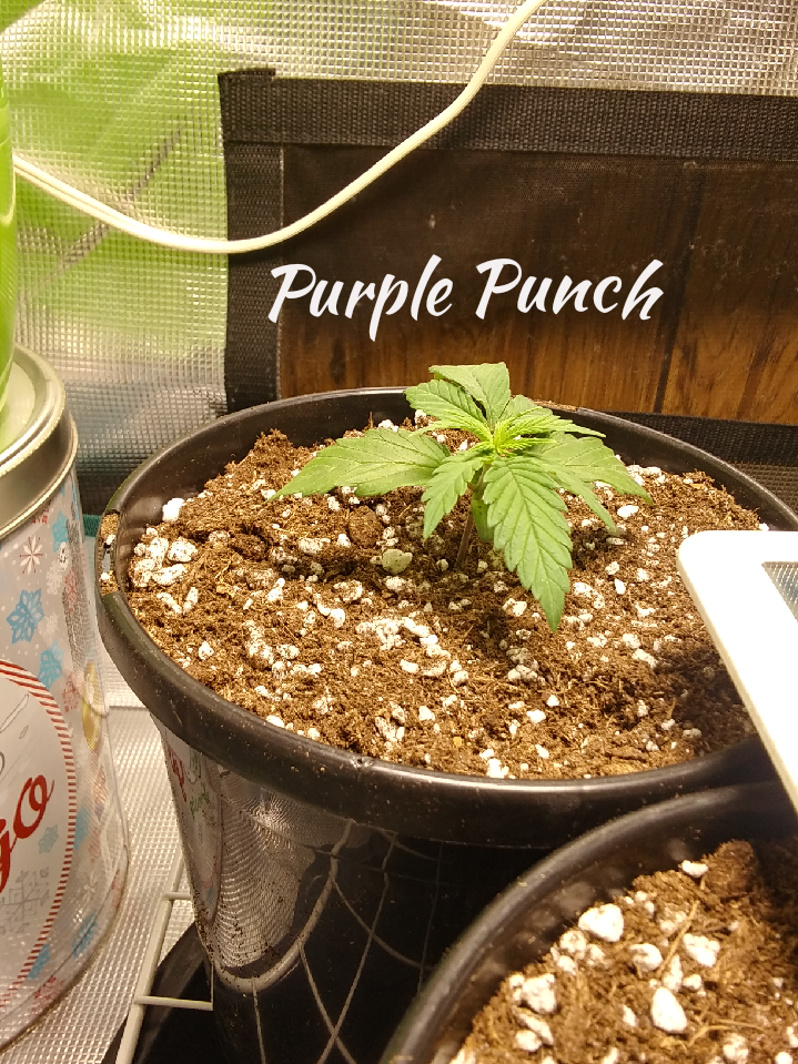 Purple Punch