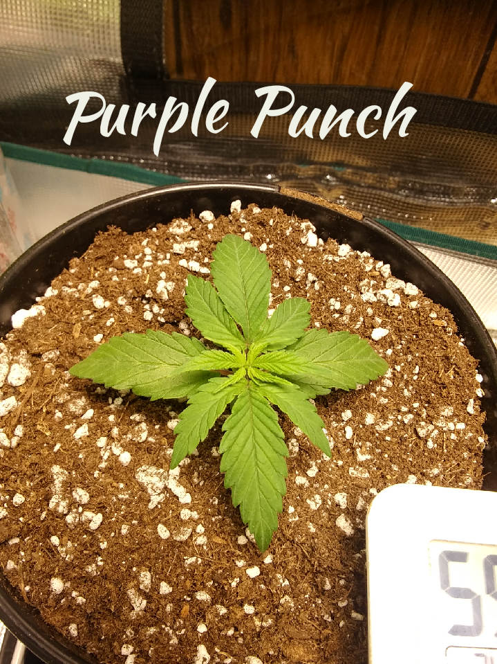 Purple Punch