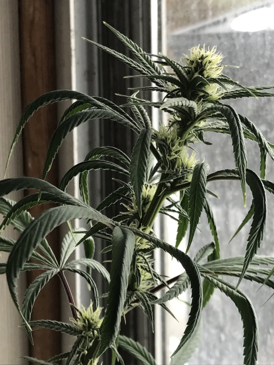 Purple Satellite-d-Day 24F.jpeg