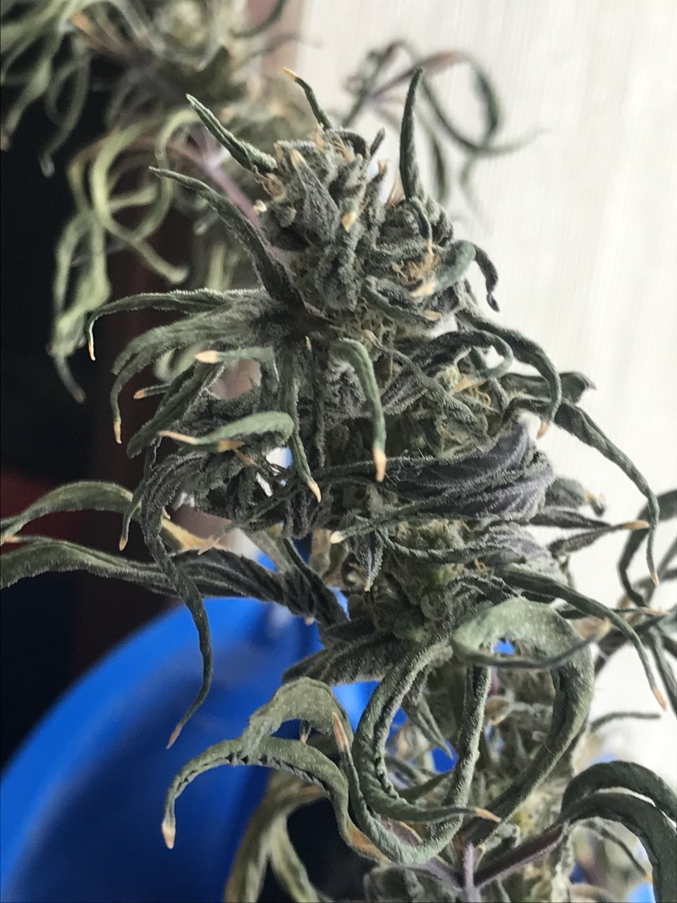 Purple Satellite-Day 61F-b.jpeg