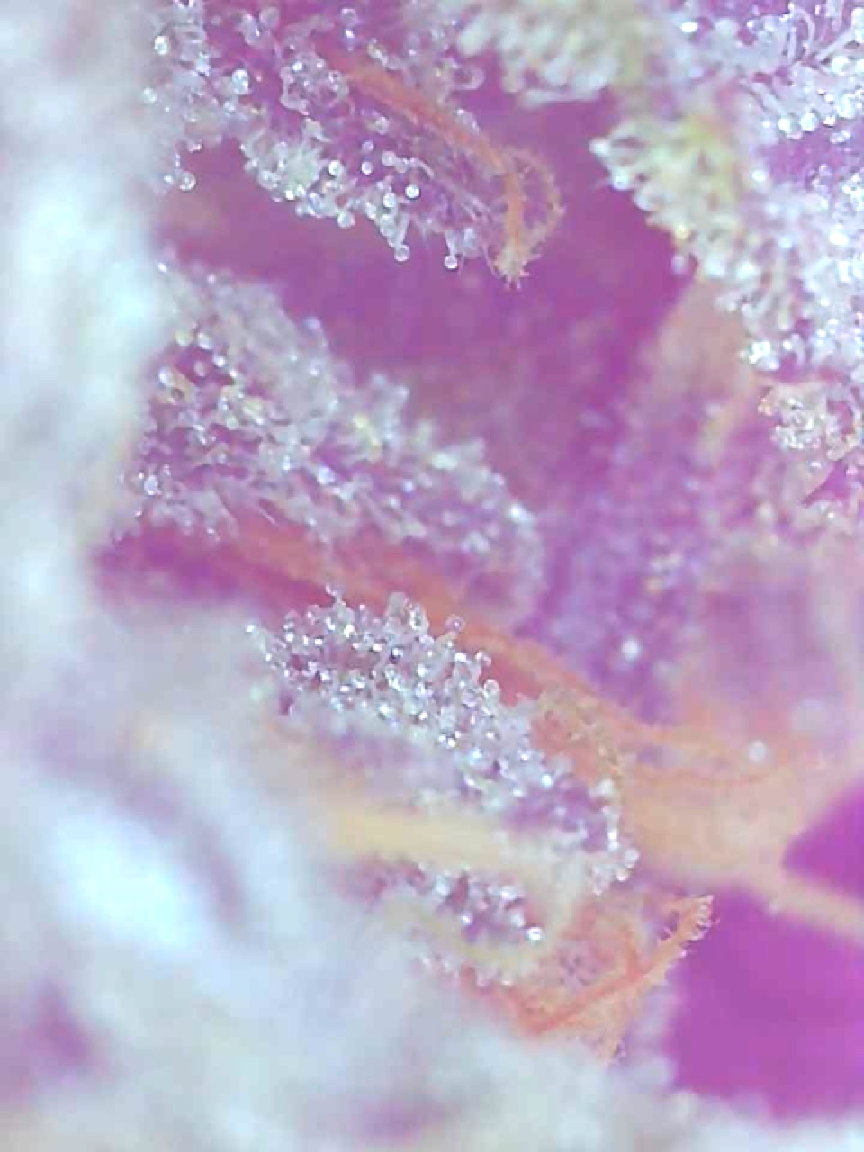 Purple Satellite-Day 61F-e.jpeg