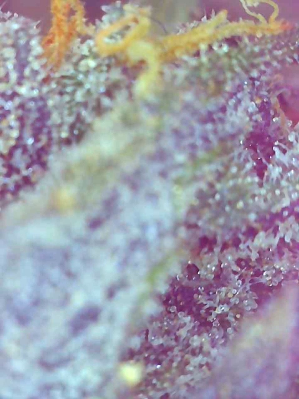 Purple Satellite-Day 61F-f.jpeg