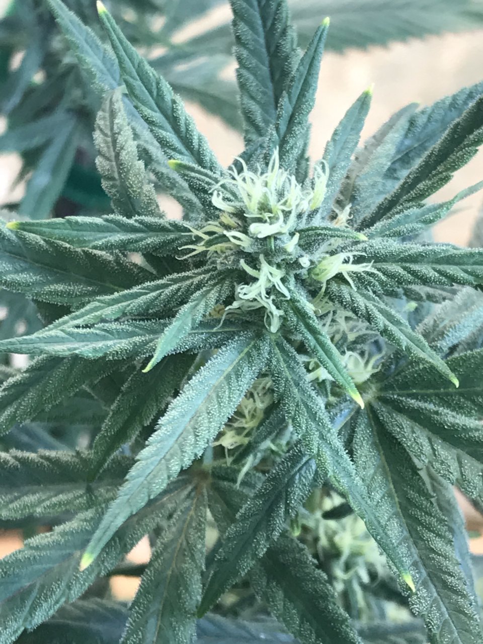 Purple Satellite-h-Day 32F.jpeg