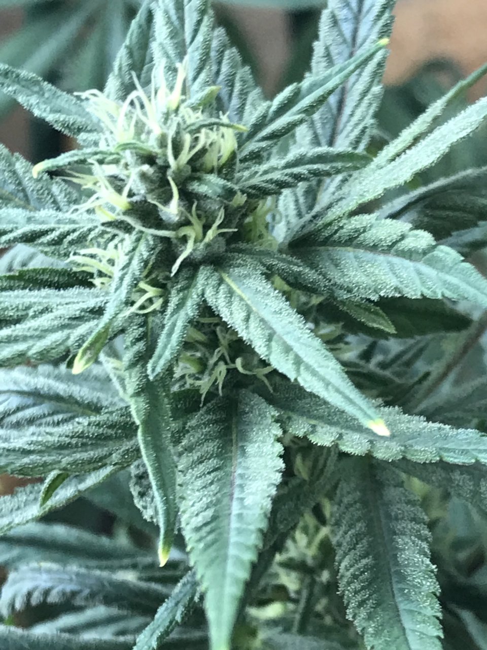 Purple Satellite-i-Day 32F.jpeg