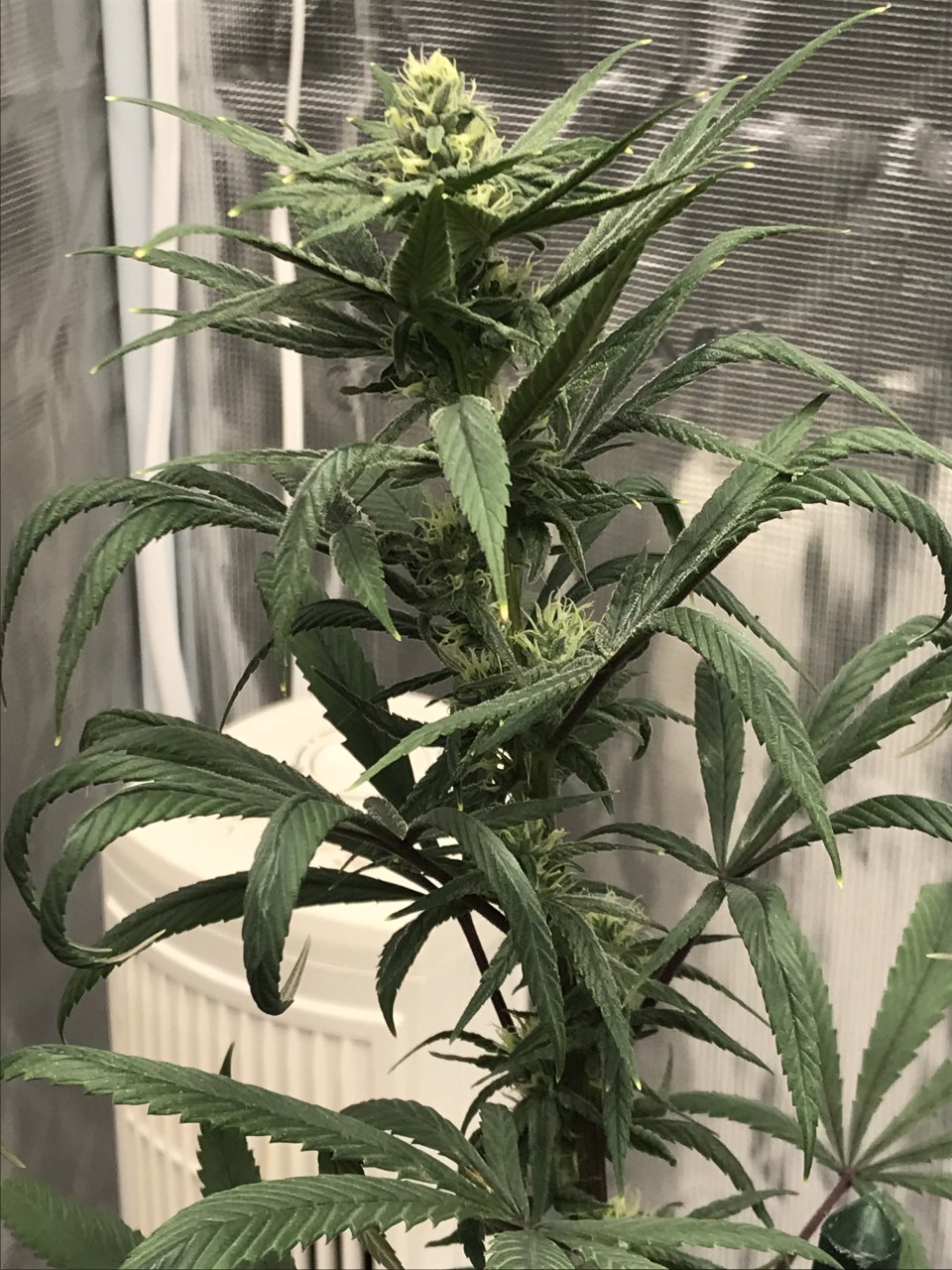 Purple Satellite-n-Day 32F.jpeg