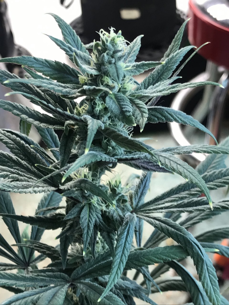 Purple Satellite-s-Day 38F.jpeg