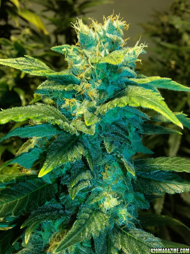 purple star from delta 9 seed