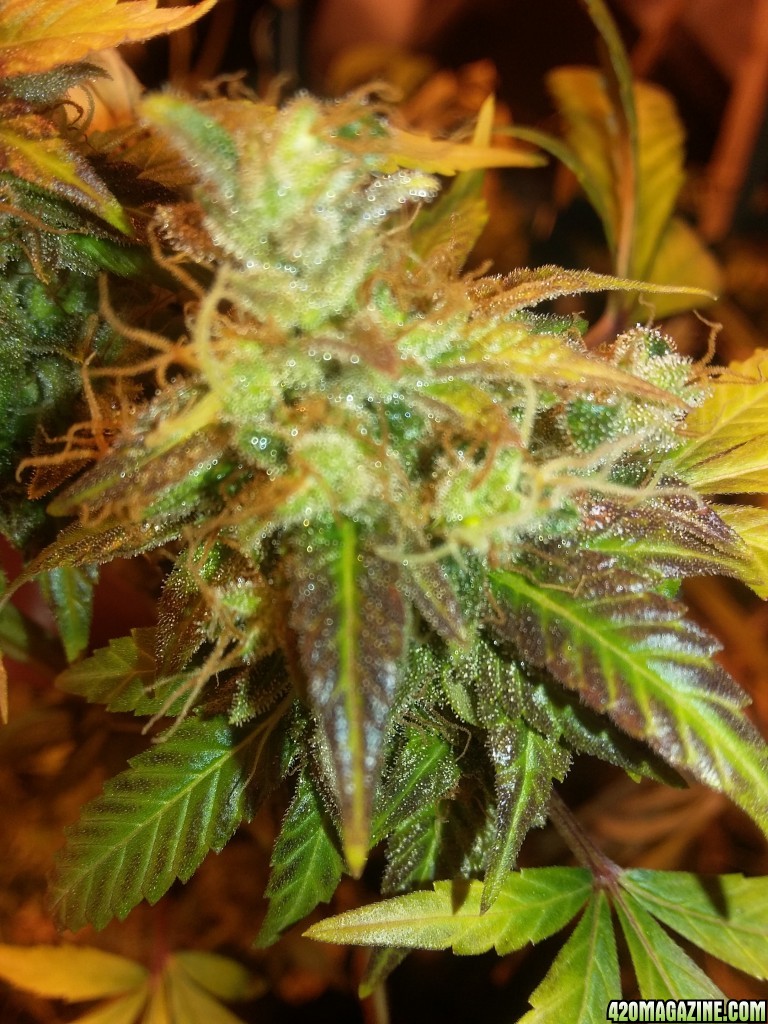 purple star from delta 9 seeds