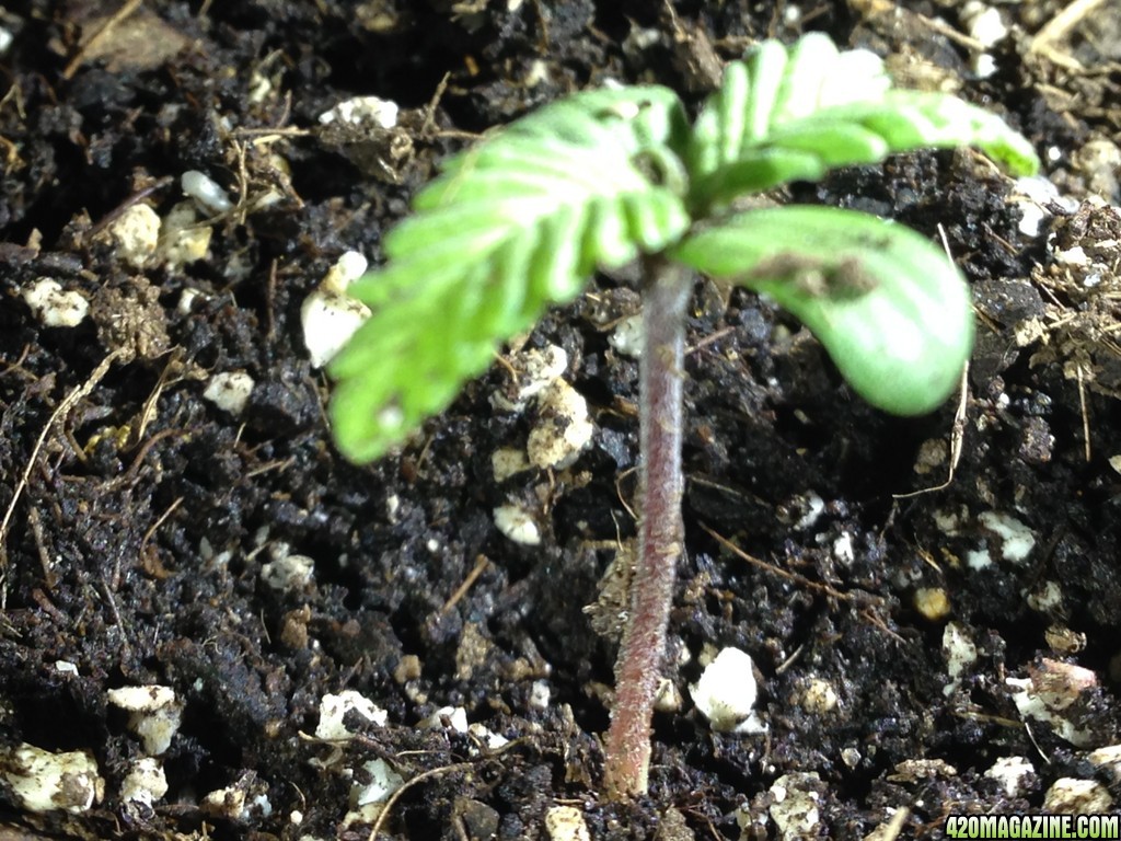 purple stem seedling