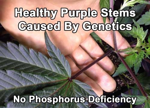 purple-stems-healthy-from-genetics-sm.jpg