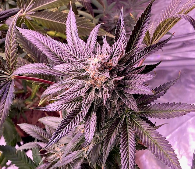 Purple to green leaves on the bud.jpg