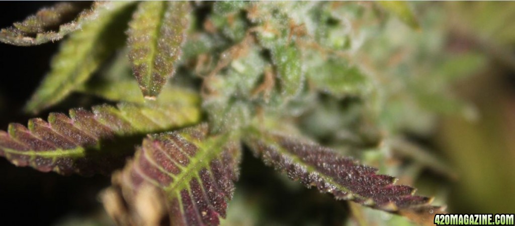 Purple - trichomes (another look)