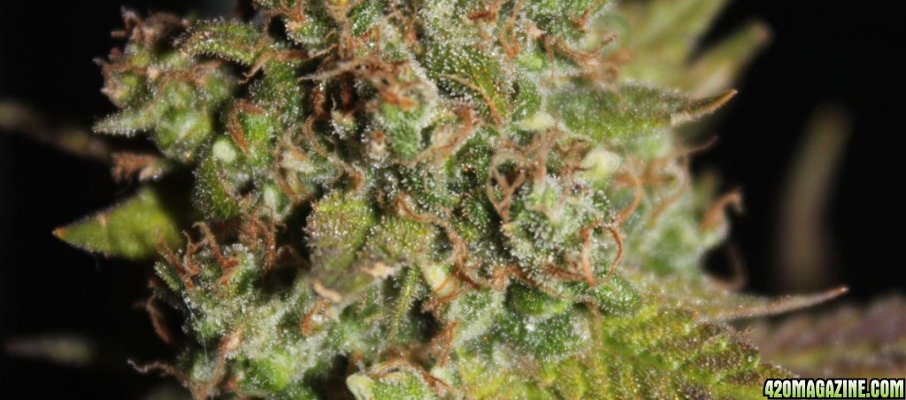 Purple - trichomes (another look)