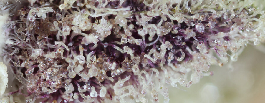 Purple-Trichomes-Inner.jpg