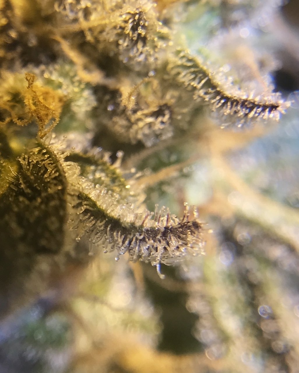 Purple trichs!