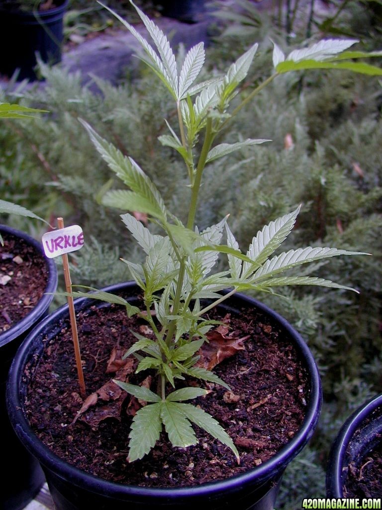 Purple Urkle Clones - 19 Days after transplant