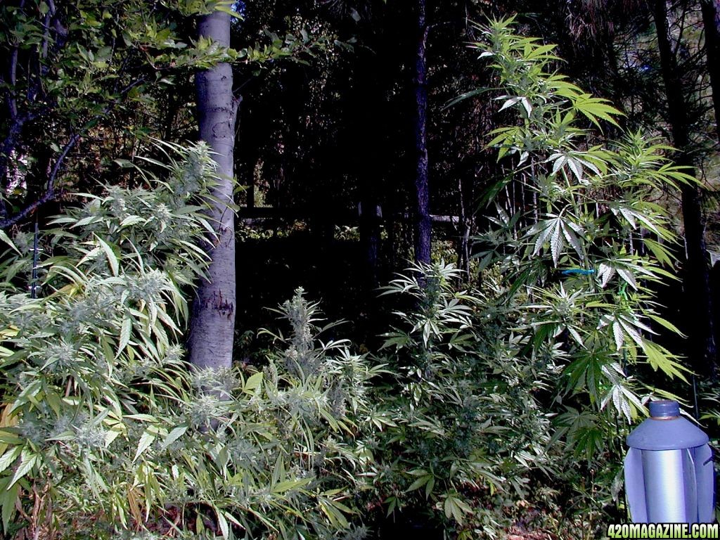 Purple Urkle left White Rhino right