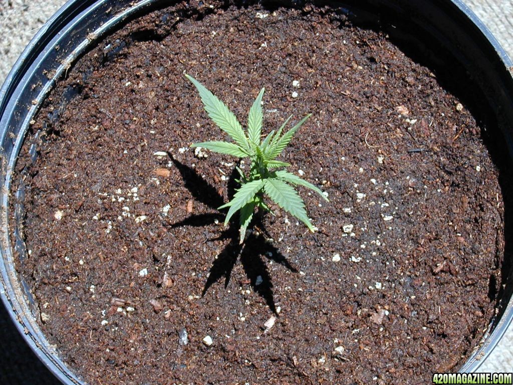 Purple Urkle Second Generation Clone #1