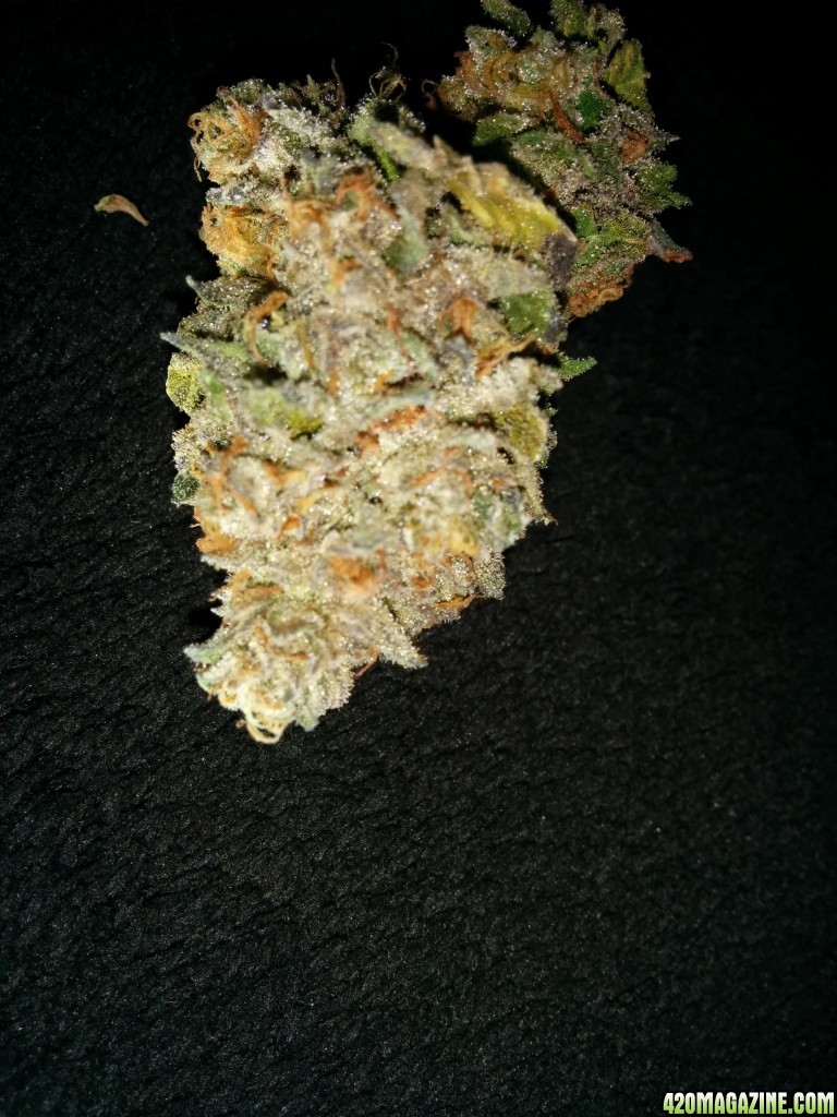 Purple urkle strain curing for 1 week