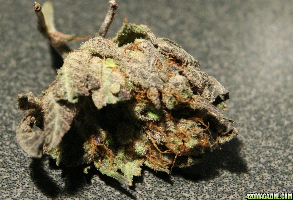 Purple White Bud