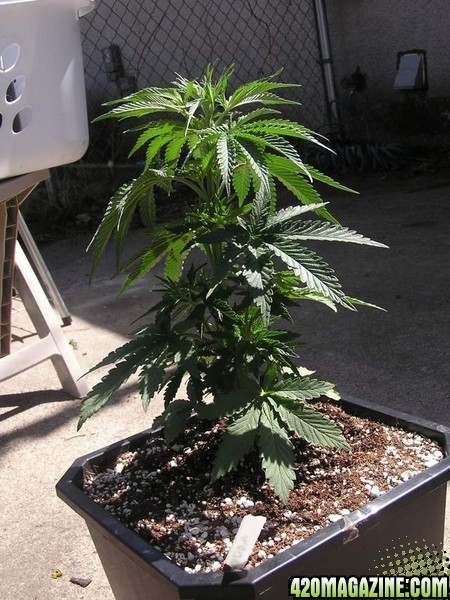 Purple Widow 12" tall 25 days Old