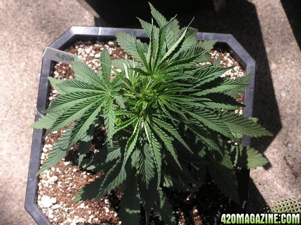 Purple Widow 12" tall 25 days Old