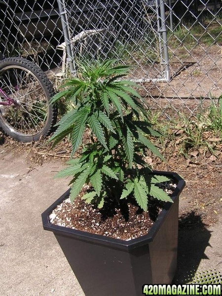 Purple Widow 12" tall 25 days Old