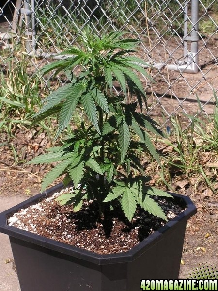 Purple Widow 12" tall 25 days Old