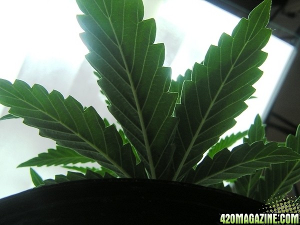 Purple Widow 20 Days- underside of leaves