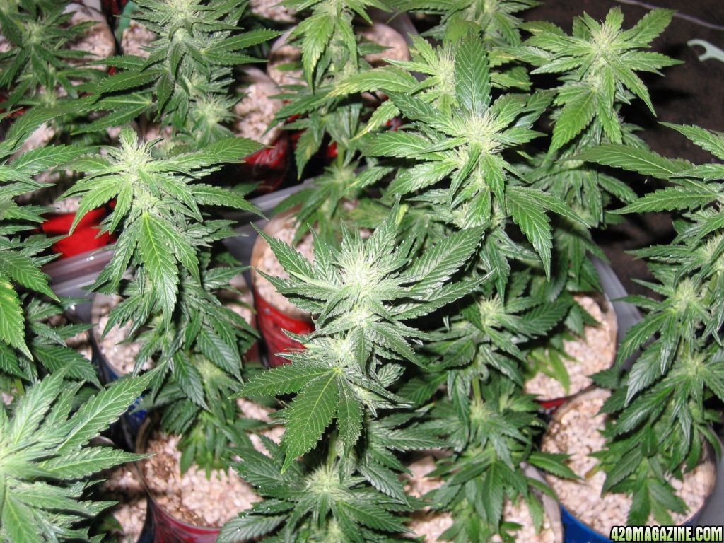 Purple Widow Flowering Day 22