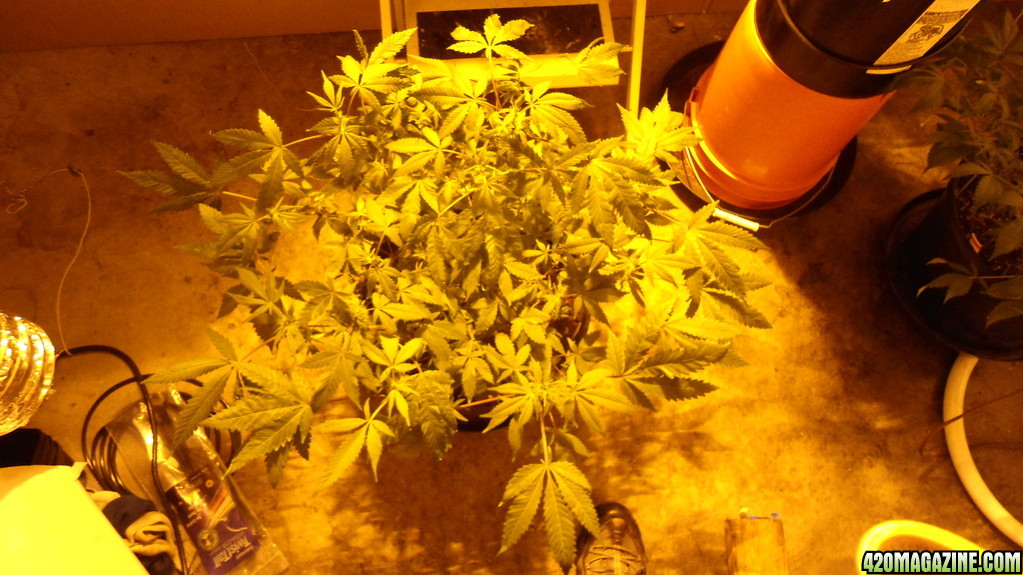 PURPLE WRECK EARLY 12/12 MORE TRAINING