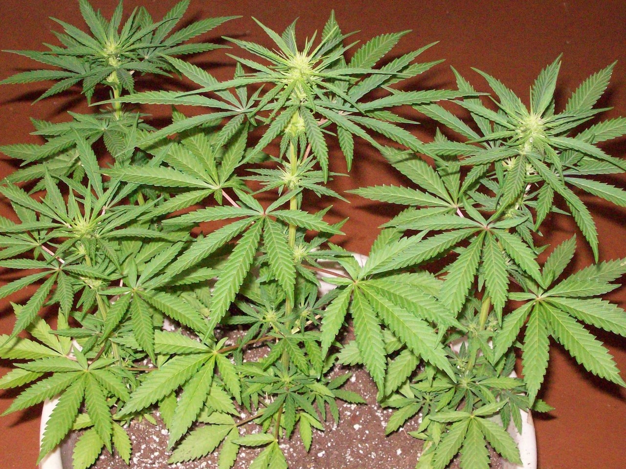 PURPLE ZACATECAS 6 weeks from seed 11 light 010.JPG