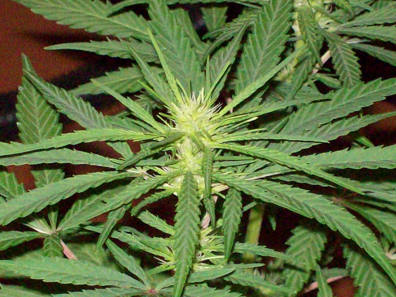 PURPLE ZACATECAS 6 weeks from seed 11 light 021.JPG