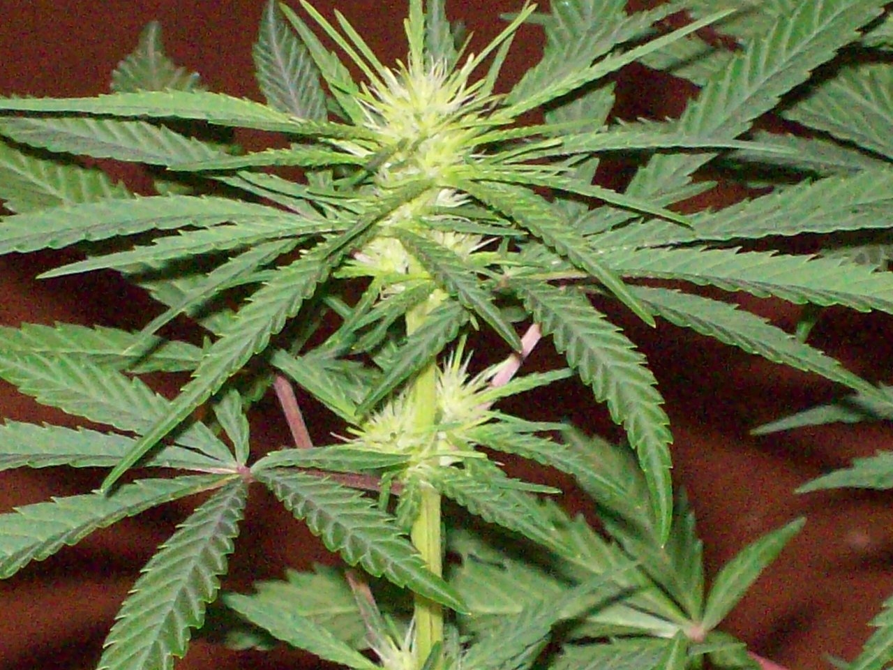 PURPLE ZACATECAS 6 weeks from seed 11 light 023.JPG