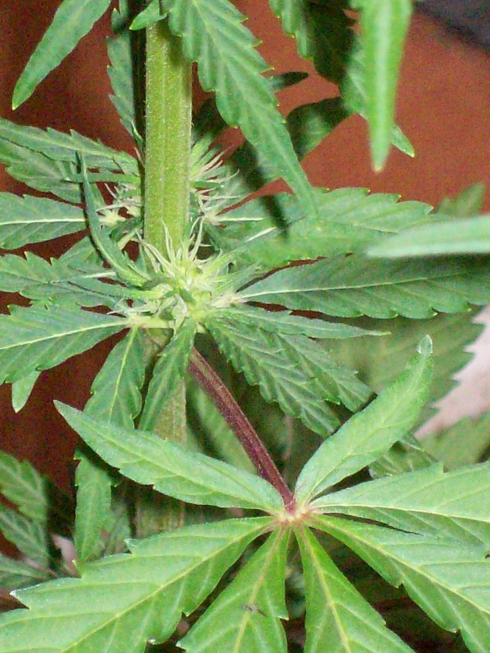 PURPLE ZACATECAS 6 weeks from seed 11 light 024.JPG