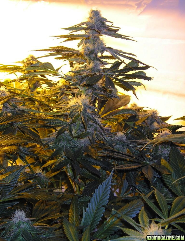 Purple_Diesel-Day_32