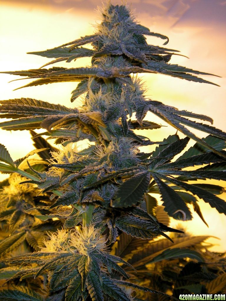 Purple_Diesel_1