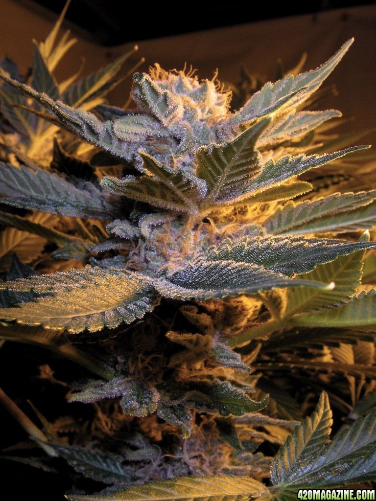 Purple_Diesel_3_