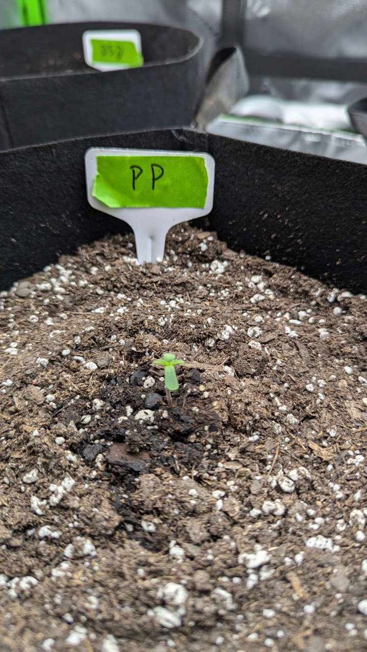 Purple_Punch_Auto_seedling.jpg