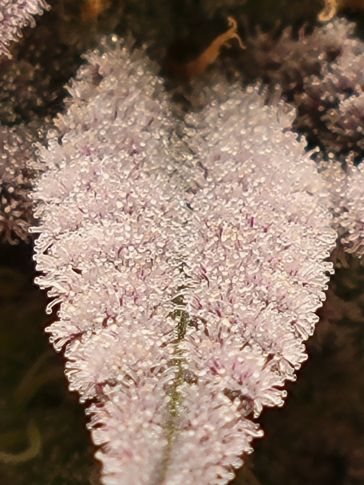 purple_trichomes_high_thc_cannabinoids.jpg