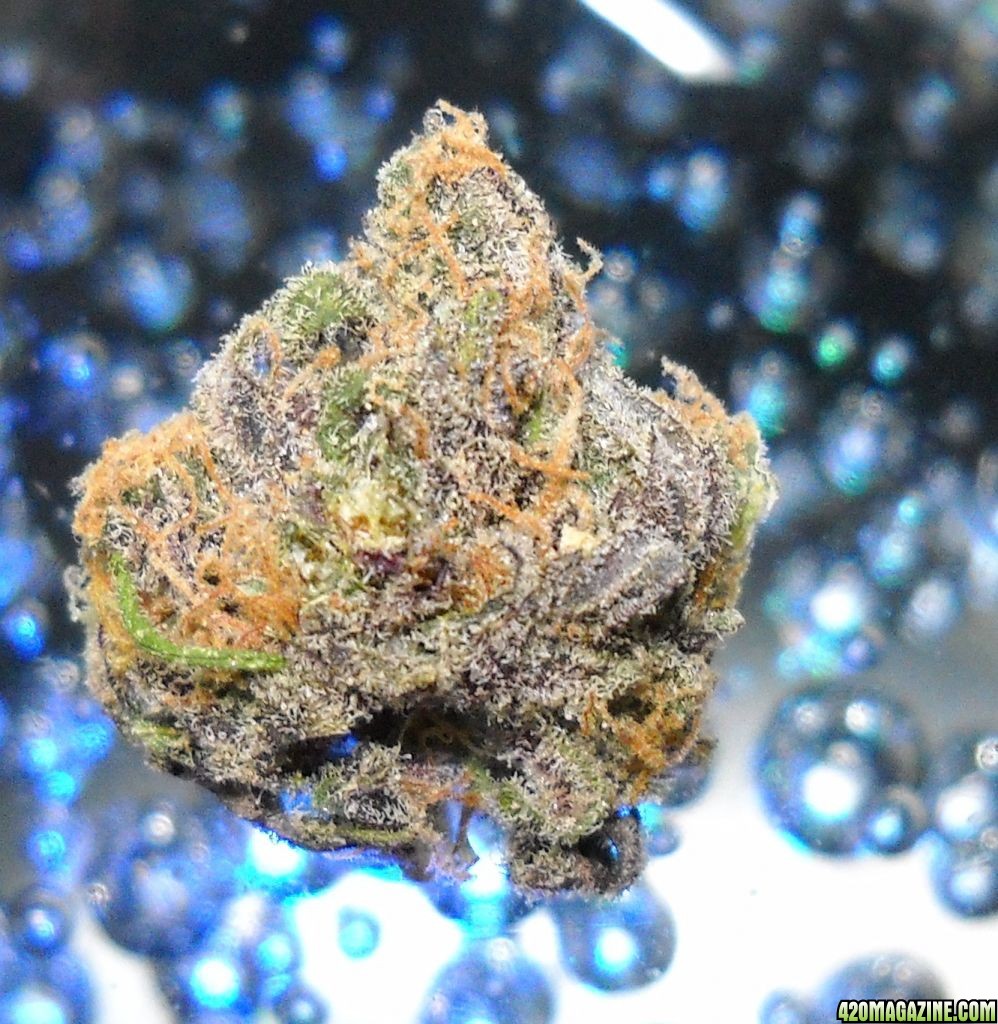 PurpleBud