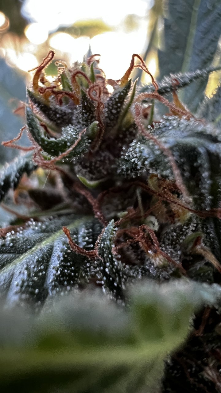 PurpleHazeTrichs9-14-2024.JPG