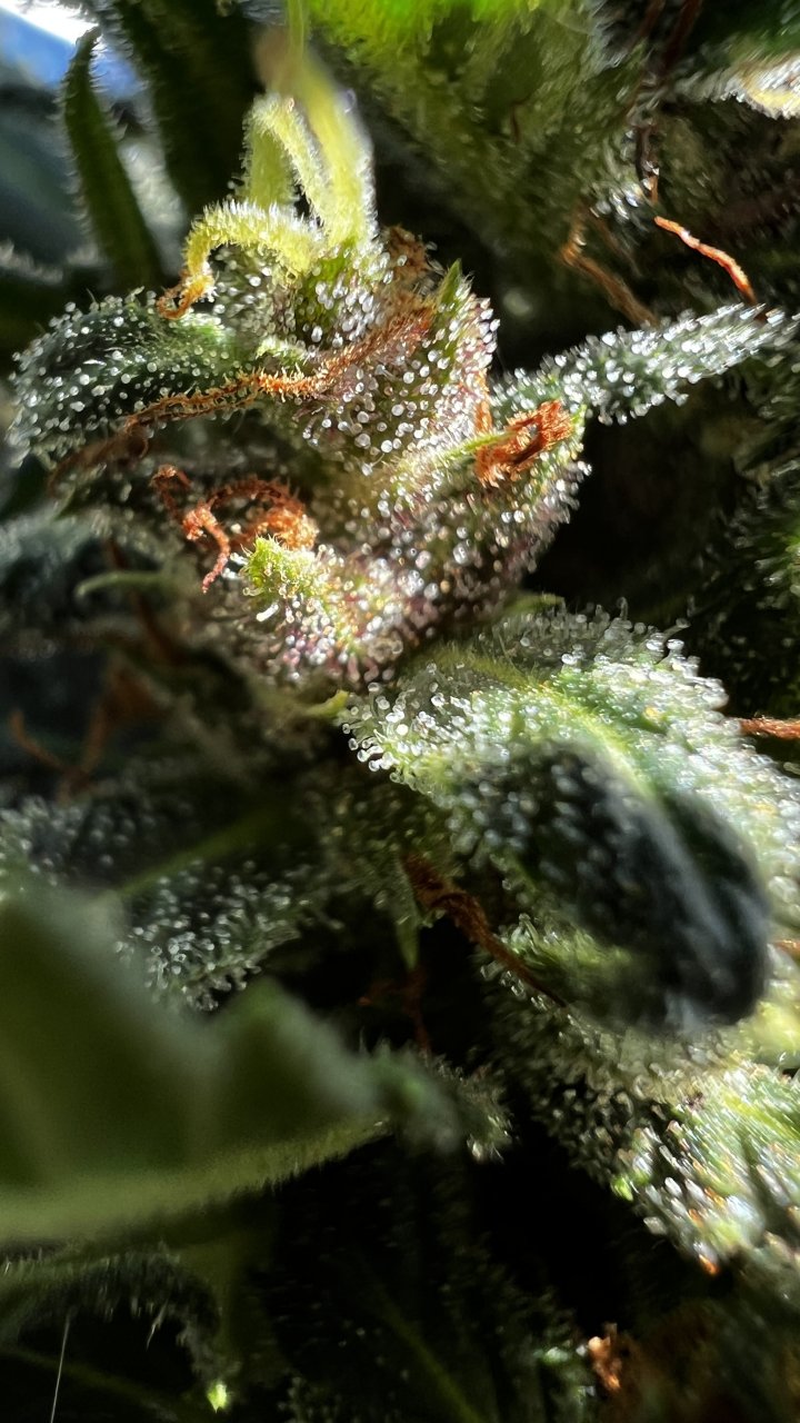 PurpleHazeTrichs9-29-2024.JPG